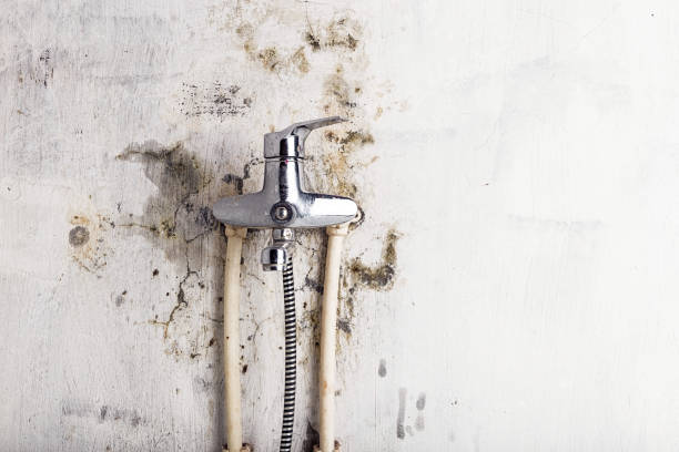 Best Residential Mold Removal  in Mill Valley, CA