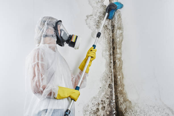 Office Mold Removal Services in Mill Valley, CA