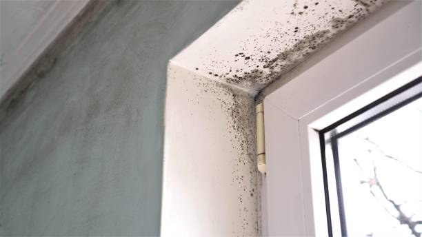 Best Mold Removal Company Near Me  in Mill Valley, CA
