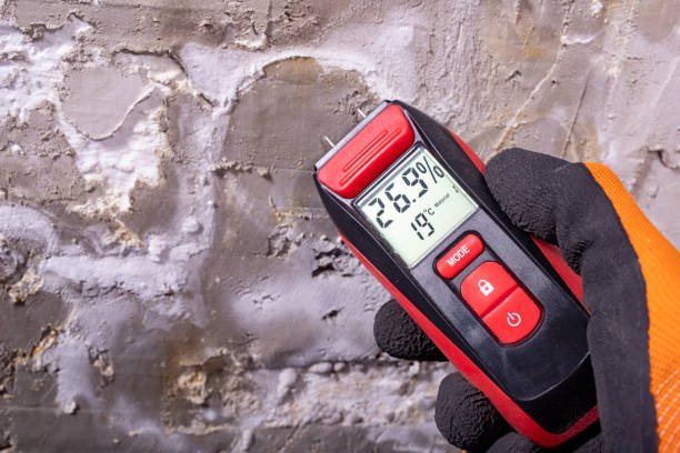 Best Same-Day Mold Removal  in Mill Valley, CA