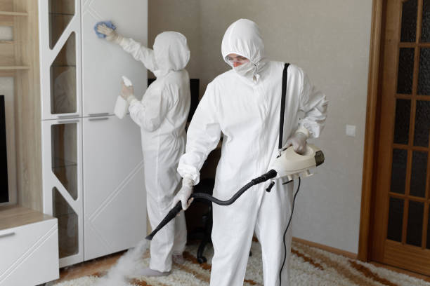 Best Local Mold Removal Service  in Mill Valley, CA