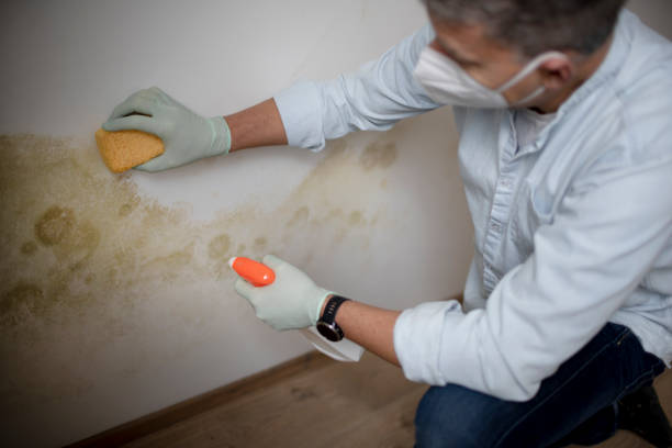 Best Mold Testing  in Mill Valley, CA