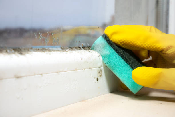 Best Fast Mold Removal  in Mill Valley, CA