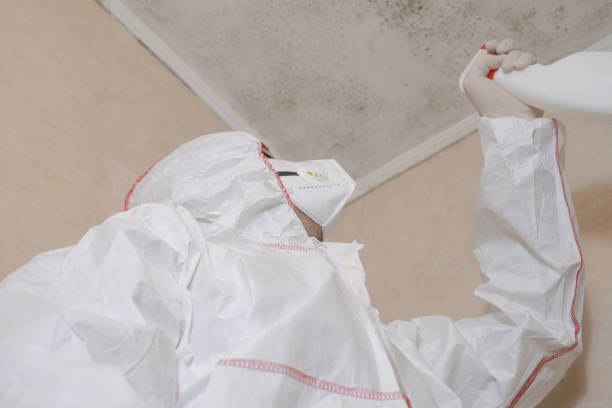 Best Commercial Mold Removal  in Mill Valley, CA