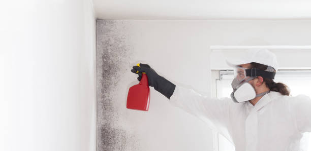 Best Crawl Space Mold Removal  in Mill Valley, CA