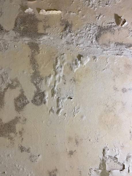 Best Emergency Mold Removal  in Mill Valley, CA