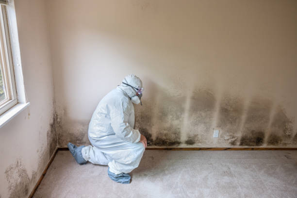 Best Black Mold Removal  in Mill Valley, CA