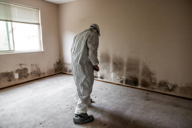 Best Mold Removal and Inspection  in Mill Valley, CA