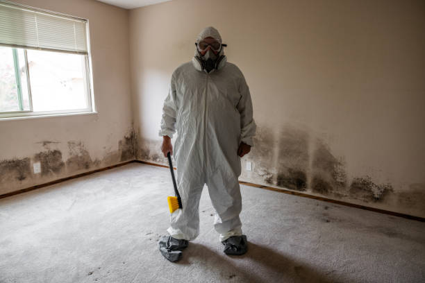 Best Black Mold Removal  in Mill Valley, CA