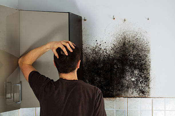 Best Mold Removal Near Me  in Mill Valley, CA