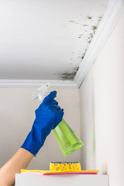 Best Professional Mold Removal  in Mill Valley, CA