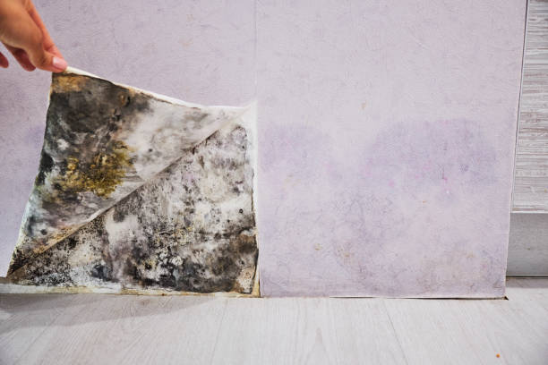 Best Emergency Mold Removal  in Mill Valley, CA